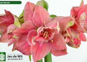 hippeastrum Swenym (2)